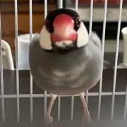 あさやんの画像