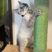 Re. TSUNの画像