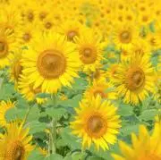 ひまわり☀︎の画像