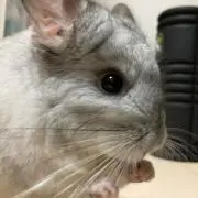 マツボックリの画像