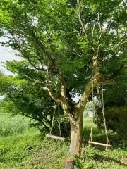 まあの画像