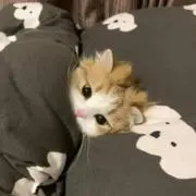 ひまわり