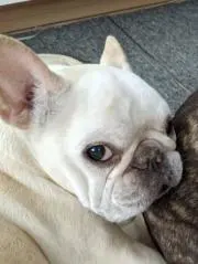 タミヤ DB01 シヤーシ ボディ メカ類付属 中古 レストア - メルカリ