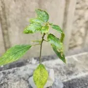Freeの画像