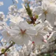 RRRの画像