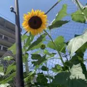 yuk 【即購入可】の画像