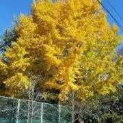 ハスラーKKRの画像