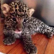 ヒョウ