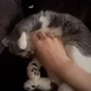 ぴの画像