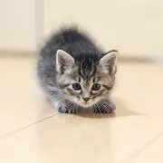 ゆうき