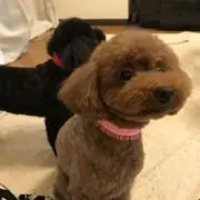 Komugiの画像