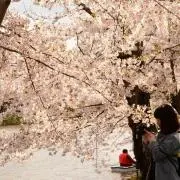 かしわぎの画像