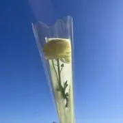 アボカドの画像