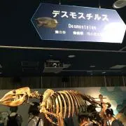 デスモス