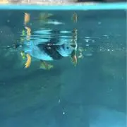 トワの画像