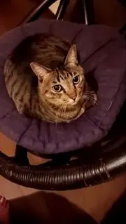 ちゃーちゃん