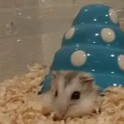 もも