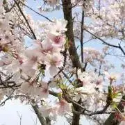 パンダの画像