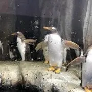 おけ