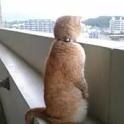 ピヨ丸の画像