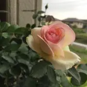 mik tnmtの画像