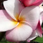 ラブチャーミー