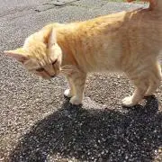 らむ