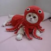 こころの画像