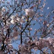 桜寿の画像