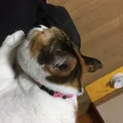nyanchu