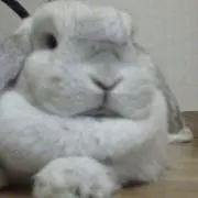雪兎