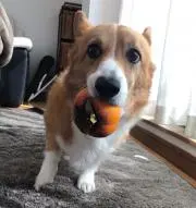ろみの画像