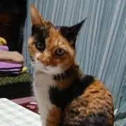 猫まるの画像