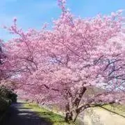 ちょりの画像