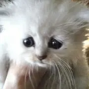 のり