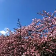 ひよこ