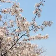 さくらさくの画像