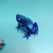 藍蛙◆即購入OK