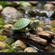亀の甲羅干しの画像