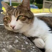 ゆうの画像