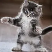 たなかねこの画像
