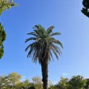 オニキスの画像