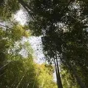 デンの画像