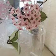 ゆるりの画像