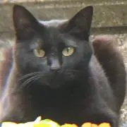 くろの画像