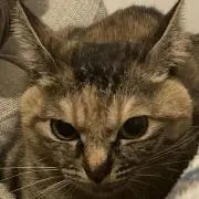 ちま