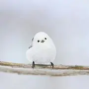 紫耀子の画像