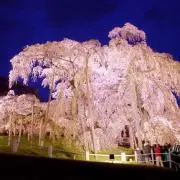 みーちゃんの画像