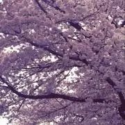 チャンポユの画像