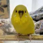 yammの画像